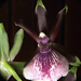 Orchidea Zygopetalum