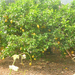 citromfa - ez is nagyobb :)