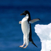 Ad�lie-pingvinek-Antarktisz4