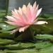 water lily  (7)