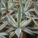 AGAVE AMERICANA MARGINATA C5L