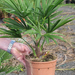 CHAMAEROPS EXCELSA 60-80 4L