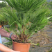 CHAMAEROPS HUMILIS 80-90 9L