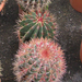 FEROCACTUS PILOSUS C2,5L