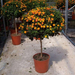 LANTANA CAMARA ALBERELLO 1-2T C25L