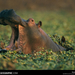 Hippo Yawning, Africa, 1996