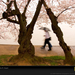 cherry-blossoms-and-tourists-1018001-sw (Medium)