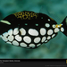 clown-triggerfish-indonesia-977806-sw (Medium)