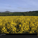 hedgerows-landscape-wales-483624-sw (Medium)