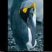 king-penguin-profile-526263-sw (Medium)