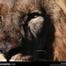 lion-close-up-644970-sw (Medium)