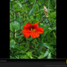 red-nasturtium-018pc08atd1gst065-sw (Medium)