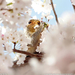 squirrel-cherry-blossoms-sw (Medium)