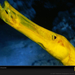 yellow-trumpetfish-513691-sw (Medium)