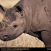 black-rhino (Medium)