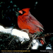 cardinal-in-tree (Medium)