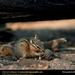 chipmunk (Medium)