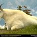 mountain-goat (Medium)