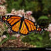 monarch-butterfly (Medium)