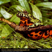 oriental-fire-bellied-toad (Medium)