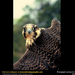 peregrine-falcon-closeup (Medium)