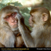 rhesus-monkeys-grooming (Medium)