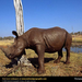 rhino-scratching (Medium)