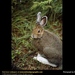 snowshoe-hare-eating (Medium)