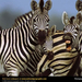 zebra-herd (Medium)