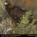 golden-eagle (Medium)