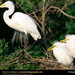 great-egret (Medium)