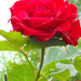 Vörös rózsa1