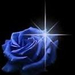 1 blue  rose