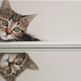 mirrored kitten by beethy