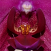 Az orchidea arca