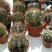 Kaktusz kiállítás