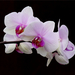orchidea 014