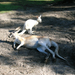 Pihenő kenguru