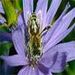 foraging-honeybee-533669-mn