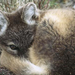 arctic-fox-pup-canada-762529-ga