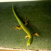 praslin-island-gecko-92772-ga