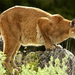 mountain-lion