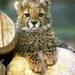 Cheetah Cub thumb