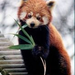 Red Panda thumb