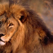 african-lion-closeup