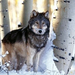 normal Winter Hunting, Gray Wolf