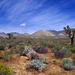 normal Desert Bloom, California Desert Conservation Area