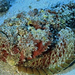 scorpion-fish-tuamotu-513695-ga