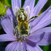 foraging-honeybee-533669-ga