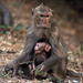 macaque-mom-282852-ga